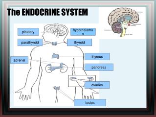 The ENDOCRINE SYSTEM