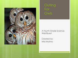 Outing For Owls