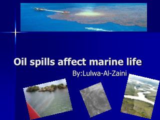 Oil spills affect marine life