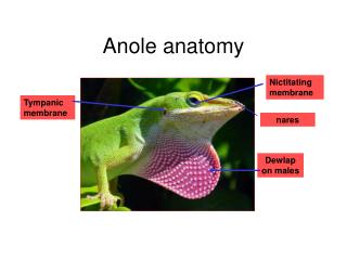 Anole anatomy