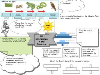 What are the word and symbol equations for photosynthesis?