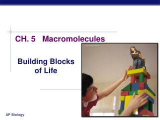 CH. 5 Macromolecules