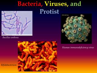 Bacteria , Viruses, and Protist
