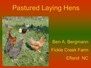 Pastured Laying Hens