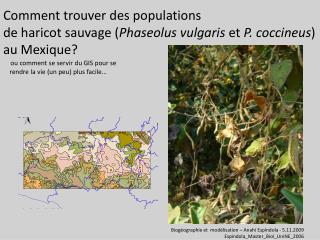 Comment trouver des populations de haricot sauvage ( Phaseolus vulgaris et P. coccineus )