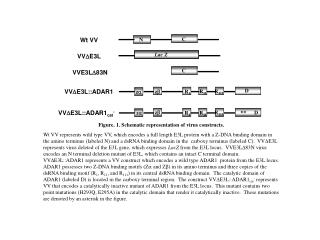 Figure. 1. Schematic representation of virus constructs.