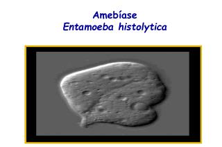 Amebíase Entamoeba histolytica