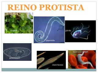 REINO PROTISTA características gerais REINO PROTISTA