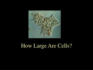 How Large Are Cells?