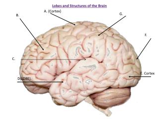 Lobes and Structures of the Brain