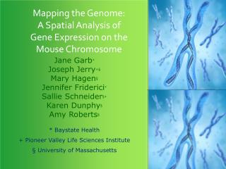Mapping the Genome: A Spatial Analysis of Gene Expression on the Mouse Chromosome