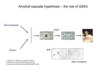 Amyloid cascade hypothesis – the role of GSK3