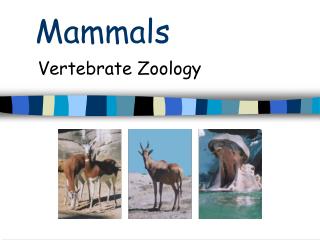 Mammals