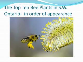 The Top Ten Bee Plants in S.W. Ontario- in order of appearance