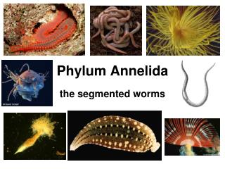 Phylum Annelida