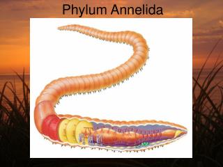  Phylum Annelida