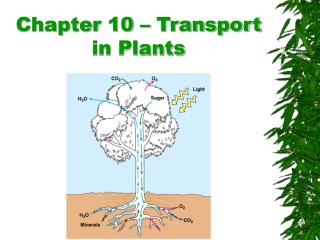 Chapter 10 – Transport in Plants