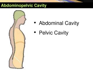 Abdominopelvic Cavity