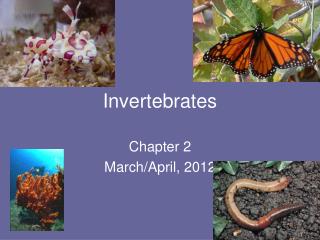 Invertebrates