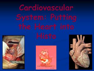 Cardiovascular System: Putting the Heart into Histo