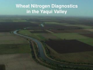 Wheat Nitrogen Diagnostics in the Yaqui Valley