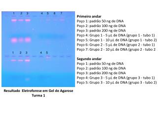 Primeiro andar Poço 1: padrão 50 ng de DNA Poço 2: padrão 100 ng de DNA