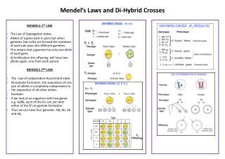 Mendel’s Laws and Di-Hybrid Crosses