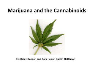 Marijuana and the Cannabinoids