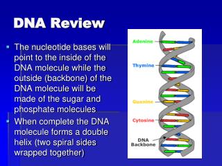 DNA Review