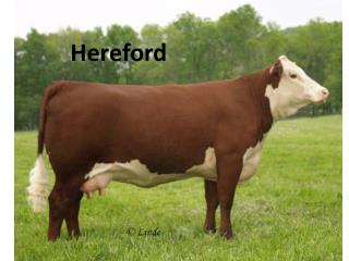 Hereford