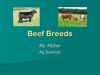 Beef Breeds