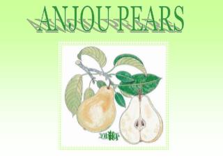 ANJOU PEARS