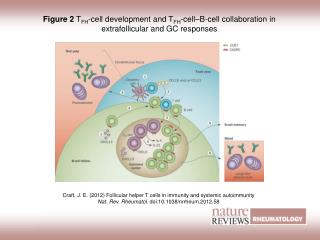 Craft, J. E. (2012) Follicular helper T cells in immunity and systemic autoimmunity