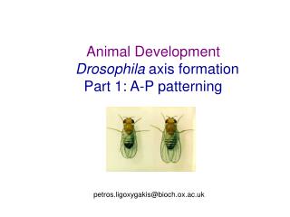 Animal Development Drosophila axis formation Part 1: A-P patterning