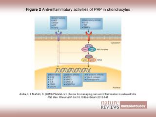 Figure 2 Anti-inflammatory activities of PRP in chondrocytes