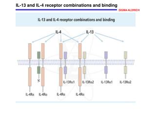 IL-13 and IL-4 receptor combinations and binding