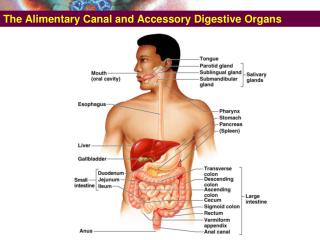 The Alimentary Canal and Accessory Digestive Organs