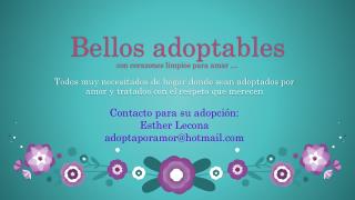 Bellos adoptables con corazones limpios para amar …