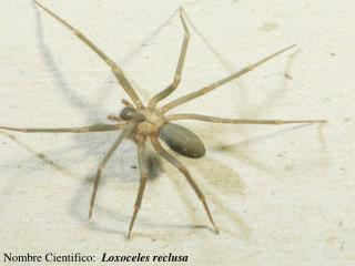 Nombre Cientifico: Loxoceles reclusa