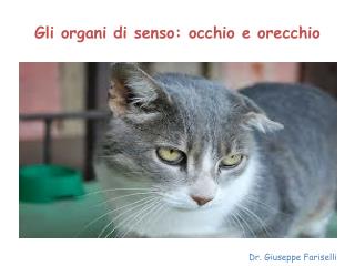 Gli organi di senso: occhio e orecchio