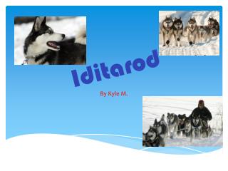 Iditarod