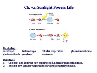 Ch. 7.1: Sunlight Powers Life