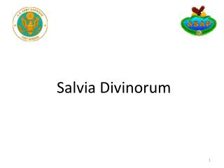 Salvia Divinorum