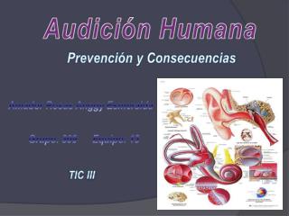 Audición Humana