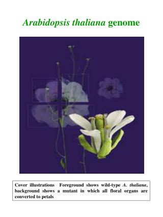 Arabidopsis thaliana genome
