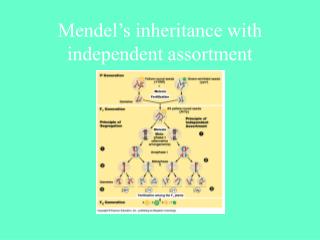 Mendel’s inheritance with independent assortment