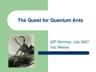The Quest for Quantum Ants