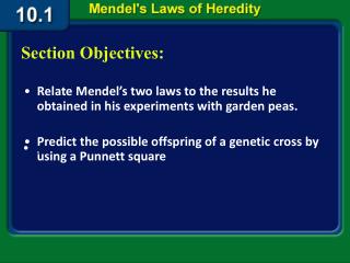 Relate Mendel’s two laws to the results he obtained in his experiments with garden peas.