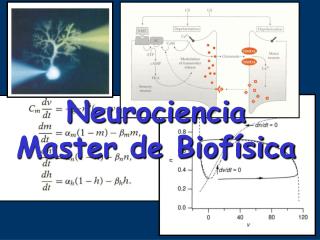 Neurociencia Master de Biofísica