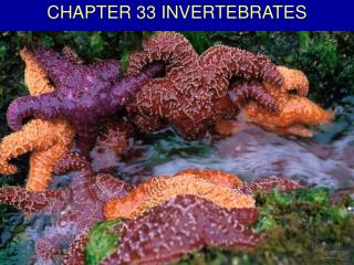 CHAPTER 33 INVERTEBRATES